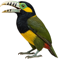 Spot-Billed Toucanet